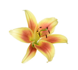 Fototapeta na wymiar single yellow lily
