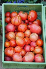 Tomaten Tomatoes Sachsen 2019