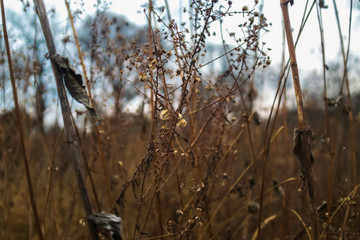 dried aster flowers in a prairie in late afternoon winter light with bare trees in the background