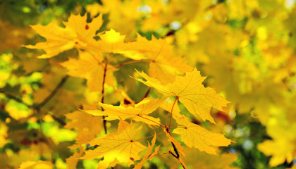 Obraz na płótnie Canvas Yellow maple leaves on a twig in autumn