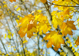 Yellow maple leaves on a twig in autumn