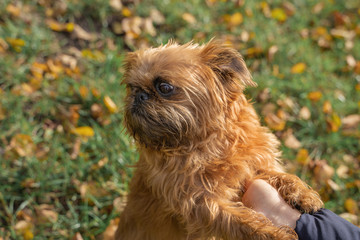 Brussels Griffon dog walks in the park in autumn with mistress