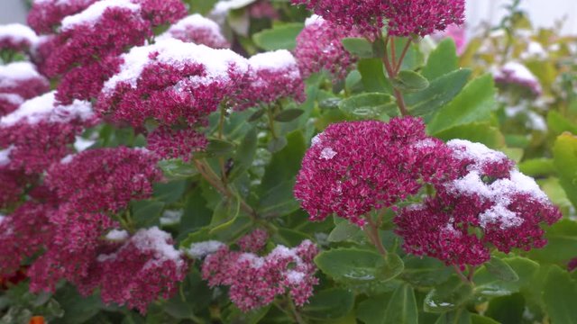 climate, snow in middle of hot day! paradox of climate. first snow in fall.