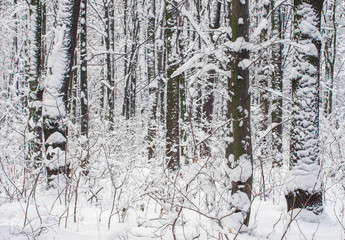 Winter snow covered trees background