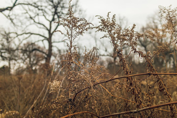 dried goldenrod flower in a prairie in late afternoon winter light with bare trees in the background