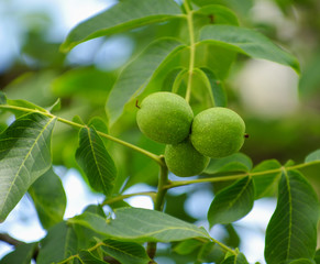 Young walnuts on the tree at sunset.