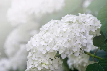 Verduisterende gordijnen Blooming white hydrangea plants in full bloom © photolink