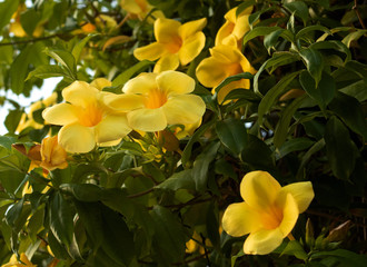 Fototapeta na wymiar yellow flowers green leaves and sun
