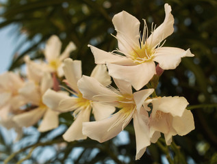 flowers with white petals growing from a tree
