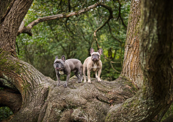 Obraz premium The French Bulldog