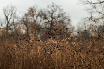 dried leaves and flowers in a prairie in late afternoon winter light with bare trees in the background