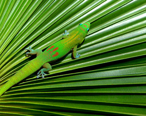 Gecko in Hiding