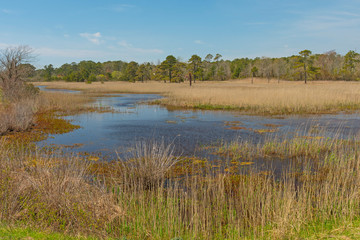 Wetland Habitat in the Sun