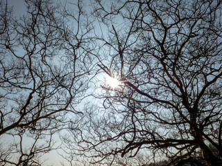 a flash of hope in tree