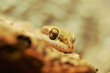 Zwergwüstengecko, Tropiocolotes steudneri, Makro portait