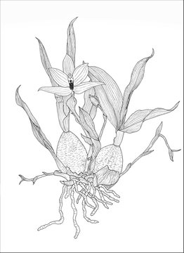 Promeanea Orchidee Zeichnung