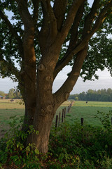 alte Stieleiche an einer Wiese