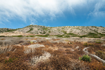California landscape. Blend of low-growing shrubs, succulents and flowers is a home for native animals. Sunset Cliffs Natural Park, Point Loma, San Diego