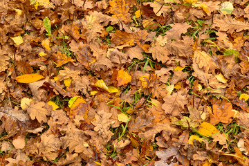 autumn leaves background