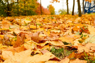 autumn leaves in the park