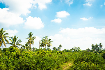 Naklejka premium Landscape urban coconut tree and blue sky