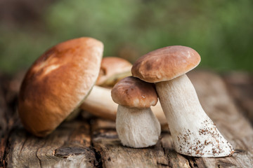 A group of delicious raw boletus mushrooms/porcini mushrooms on a rustic wooden board in the garden - side view.