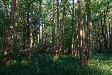 Obraz premium Bruchwald mit Schwarzerle