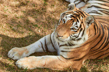 Naklejka na ściany i meble Portrait of adult tigress. Wild animal in the nature