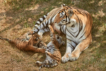 Fototapeta na wymiar Mom tigress with two babies. Two little playing tiger cubs. Tiger family. Wild animals in nature