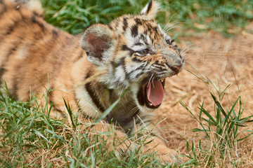 Little tiger cub on the grass. Cute tiger cub growling. Little predator. Wild animal in nature