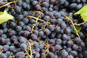 Ripe purple grapes with leaves