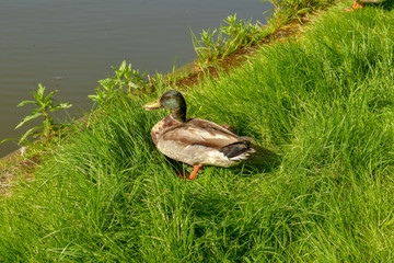 Duck