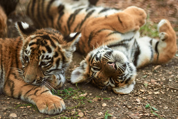 Two little tiger cubs outdoors. Tiger kindergarten. Wild animals in nature