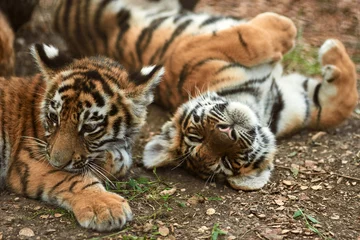 Foto op Canvas Twee kleine tijgerwelpen buitenshuis. Tijger kleuterschool. Wilde dieren in de natuur © Sergey Bogdanov