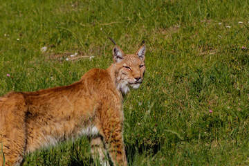 a boreal lynx resting on top of a rock