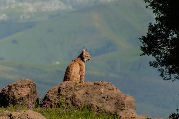 a boreal lynx resting on top of a rock