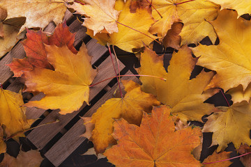 Background of colored autumn maple leaves.
