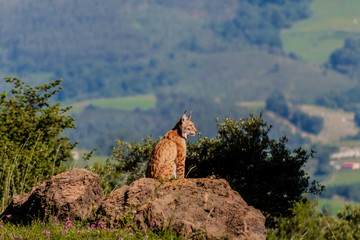 a boreal lynx resting on top of a rock