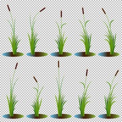 Set of 10 variety reeds with leaves on stem. Reed bulrush plants. Flat vector illustration isolated on transparent background. Clip art for decorate cartoon