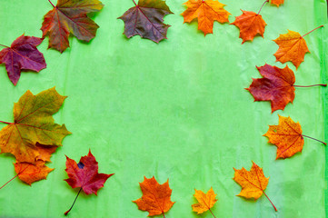 Naklejka na ściany i meble Multi-colored maple leaves on a light green background.