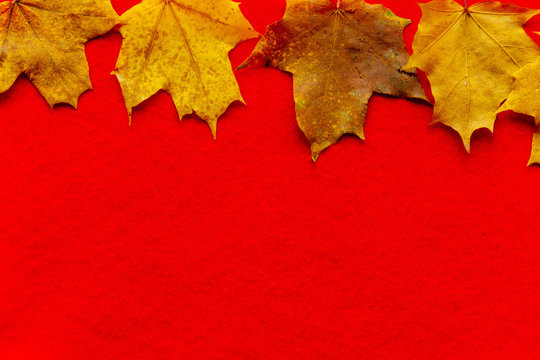 Yellow maple leaves on a red background.