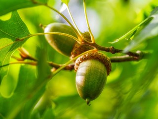Lovely acorns on a branch