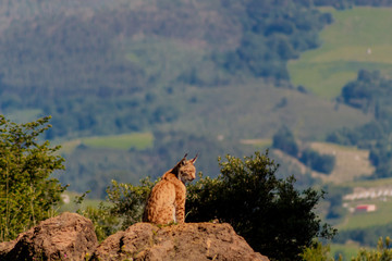 a boreal lynx resting on top of a rock