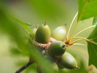  Delightful acorn on branch