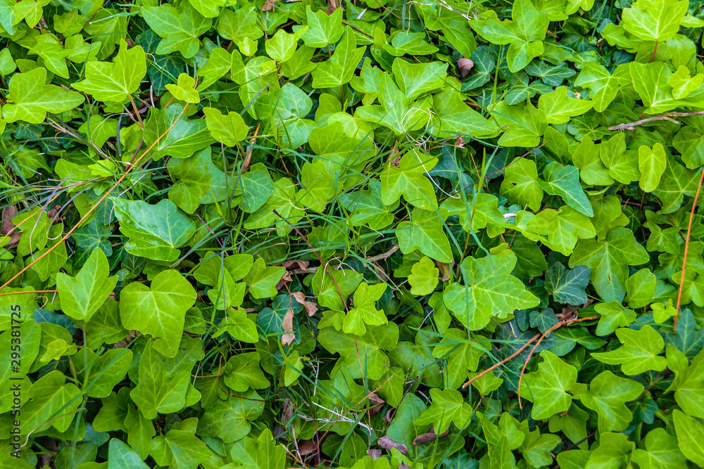 Wall mural green plants texture background