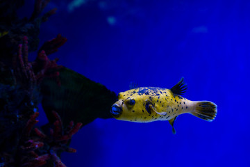 Arothron meleagris the guineafowl puffer or golden puffer sea yellow fish saltwater aquarium nature...