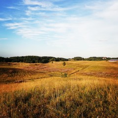 Fototapeta premium rural landscape with wheat field and blue sky