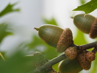 acorns on tree