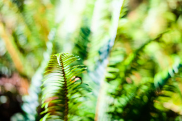 Defocused fern leaves background.