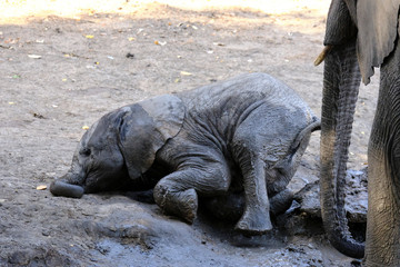 Obraz premium Elephant in Mana Pools National Park, Zimbabwe